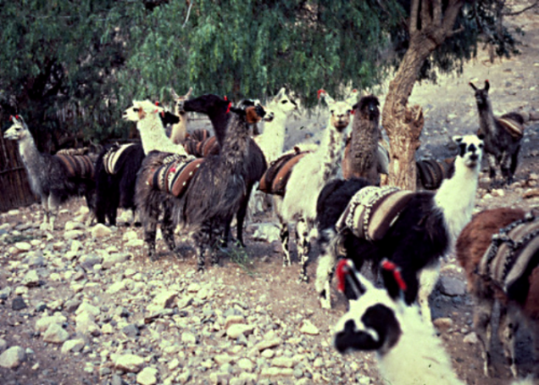 My llama train at 15,000 ft. on survey in the Andes of Andahuaylas
