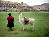 An Inca lady with her llama in transport